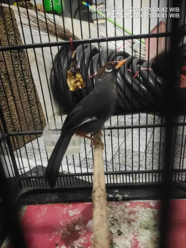 Burung poksay mandarin