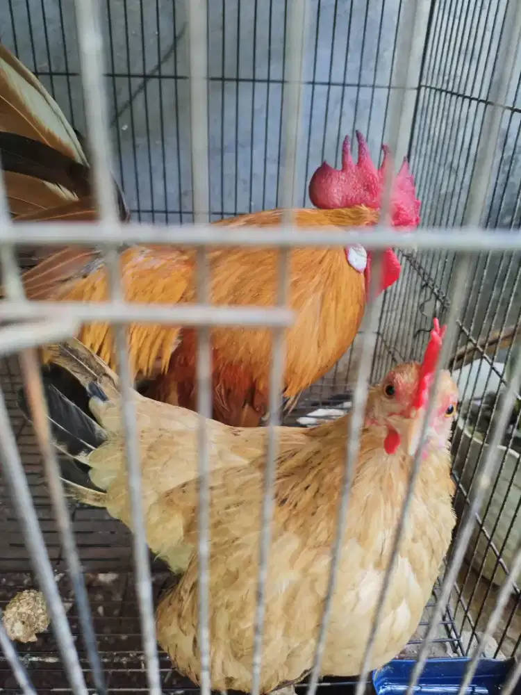 Di jual Ayam Kate & betina (sepasang)