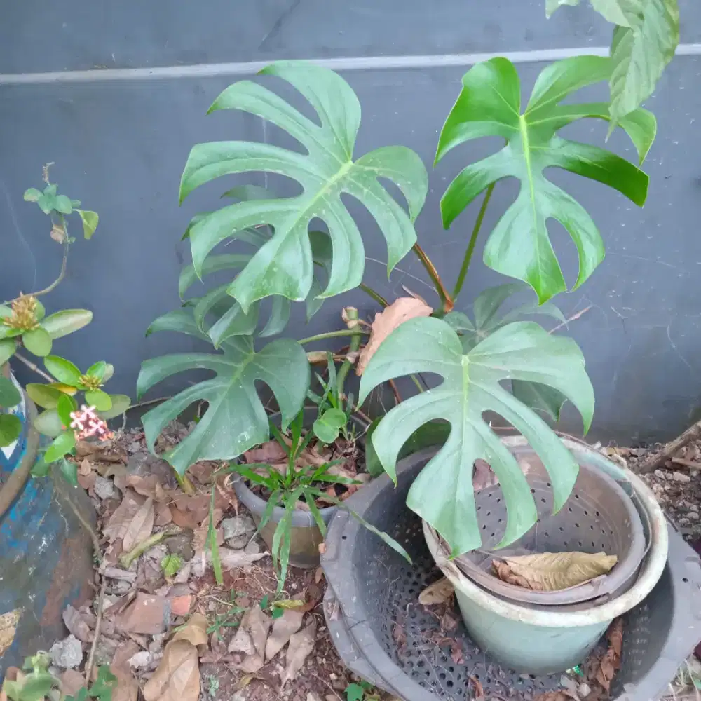Tanaman Hias Monstera Deliciosa
