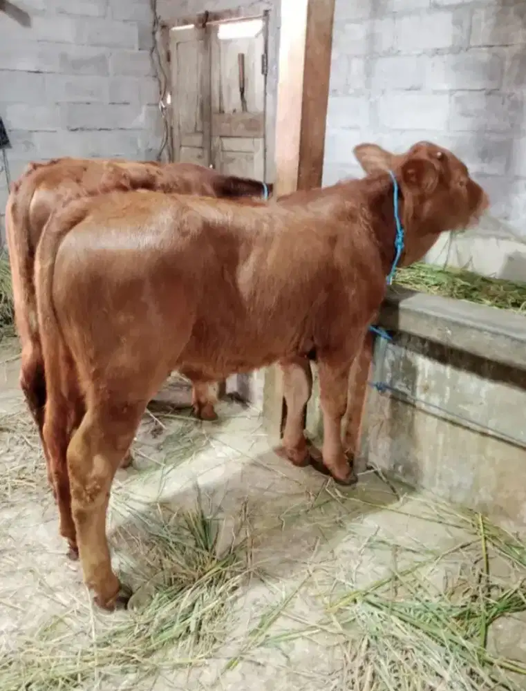 Sapi Pedetan Jantan
