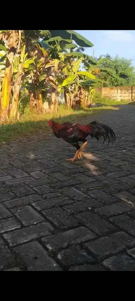 mana tau ada yg minat
