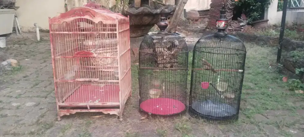 Di jual 3 burung 2 kandang bahan rawatan uda ngepur total