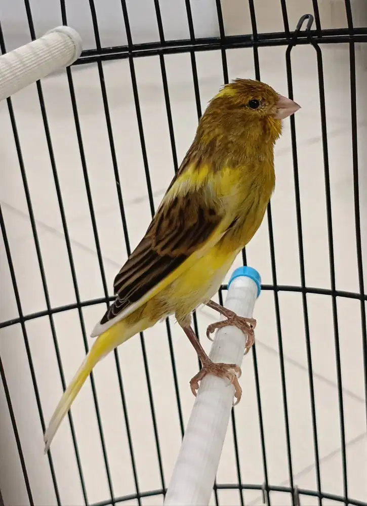 burung kenari AF jantan di Medan.