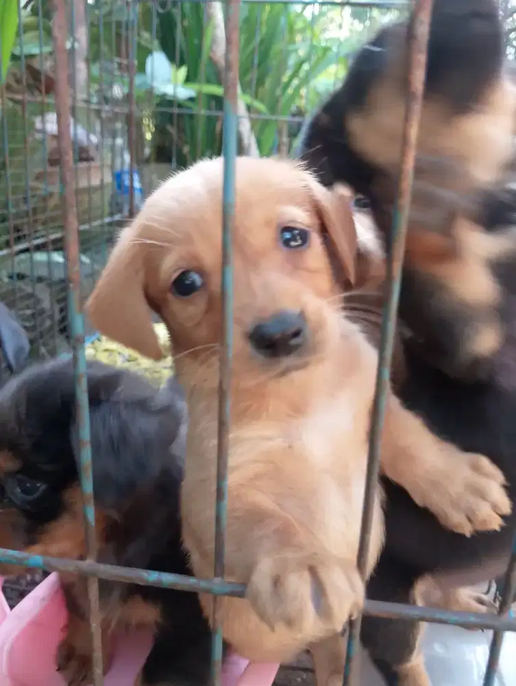 Anak anjing puppy tekel kecil lucu