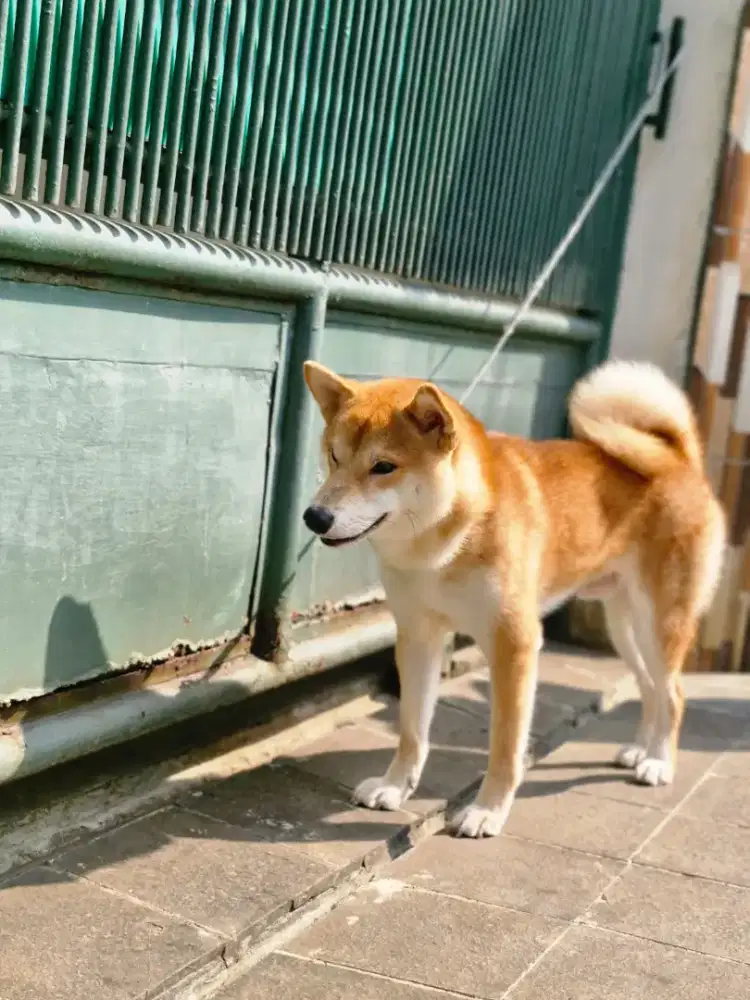 Shiba inu Red Jantan imp russia
