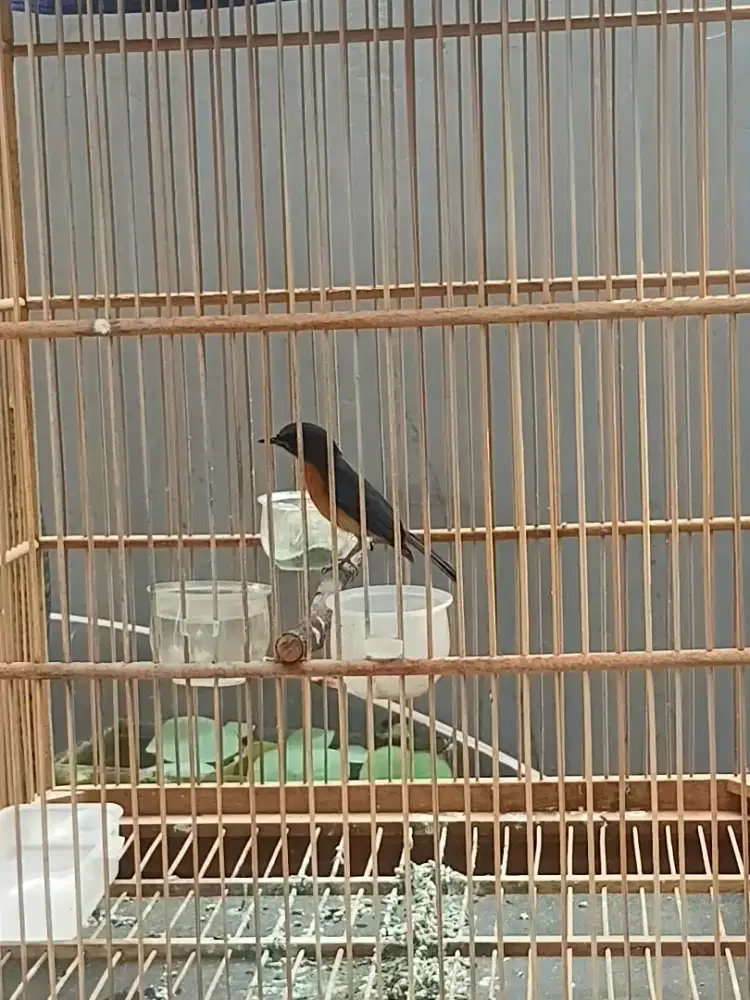 Burung tledekan bakau