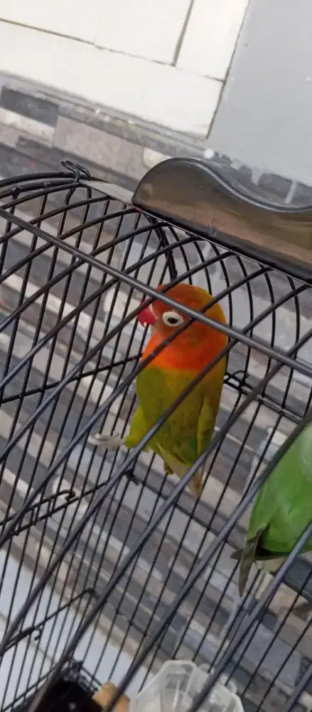 Lovebird Klep Harian Berisik Gacor