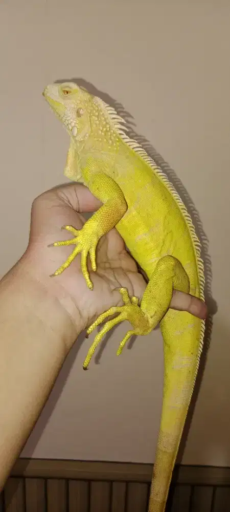 Iguana 3 ekor plus kandang.
