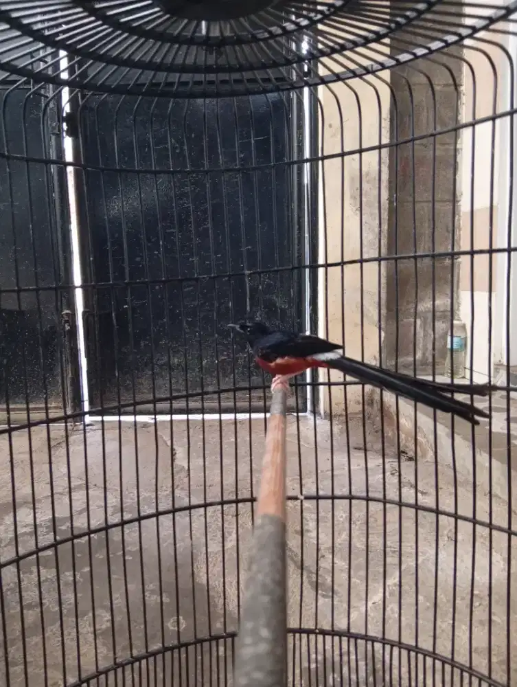 Murai batu mapan