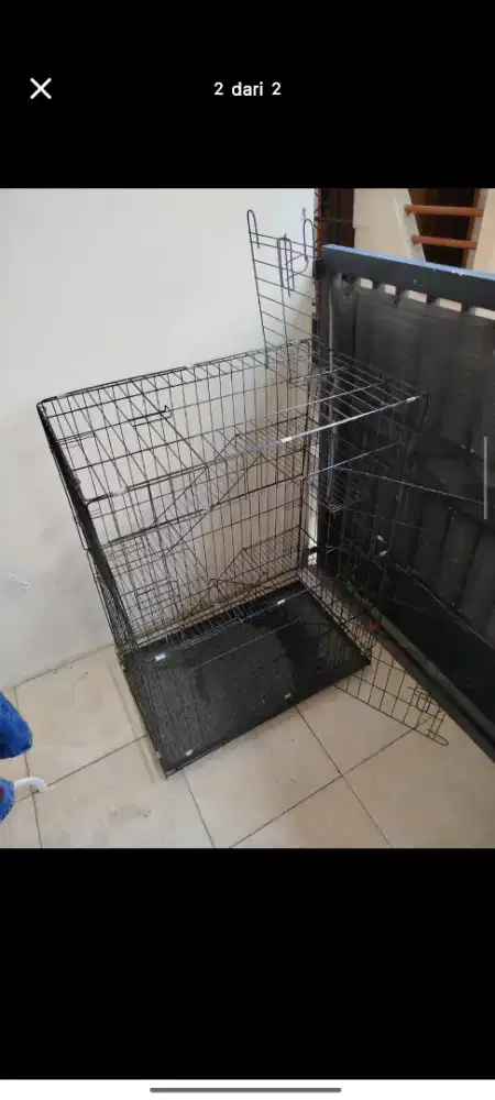 Kandang kucing, burung seebaguna