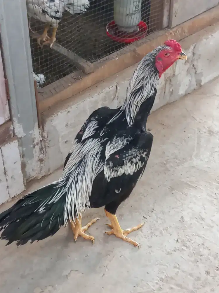 Jual ayam bangkok