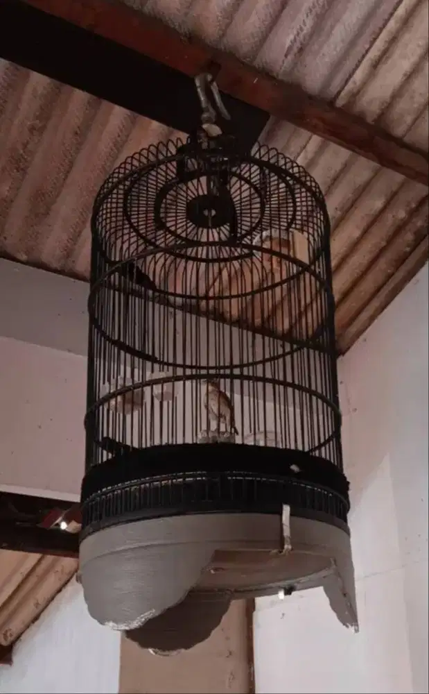 Burung Branjangan