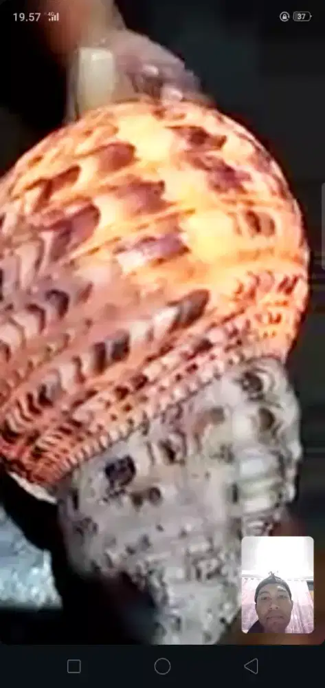 Keong triton lobang kiri