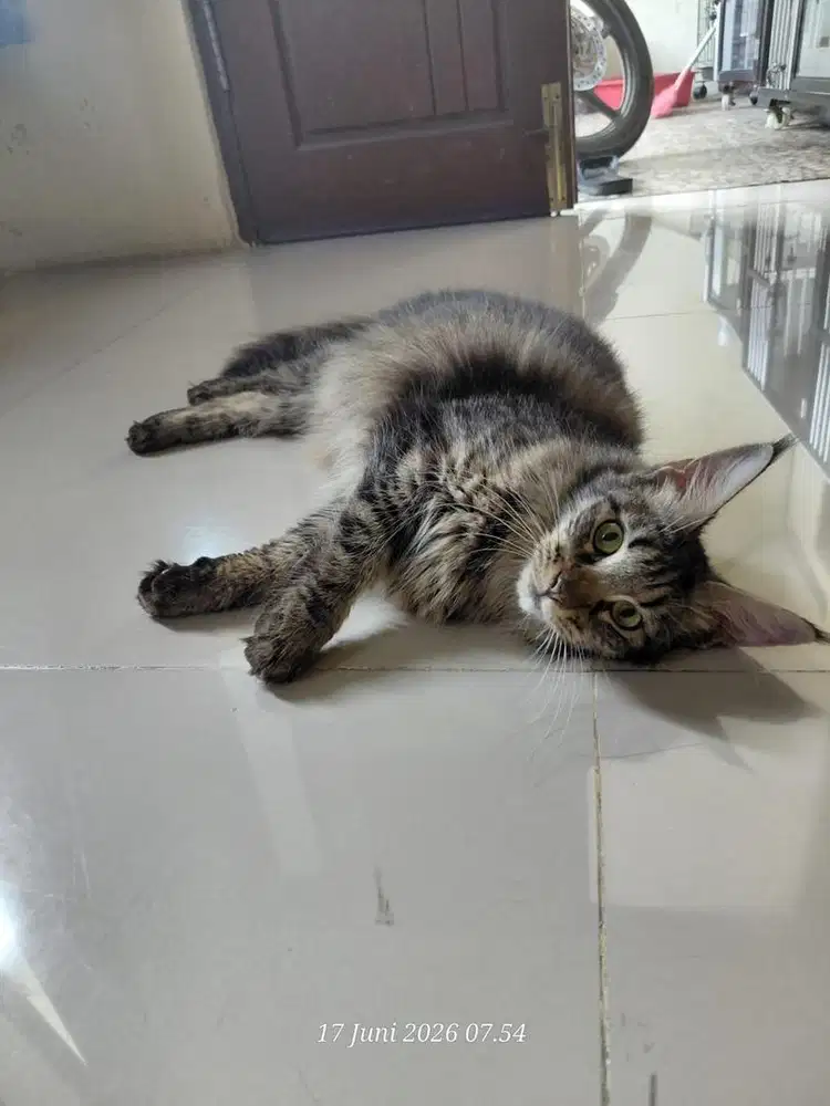 Mainecoon betina 1 tahun