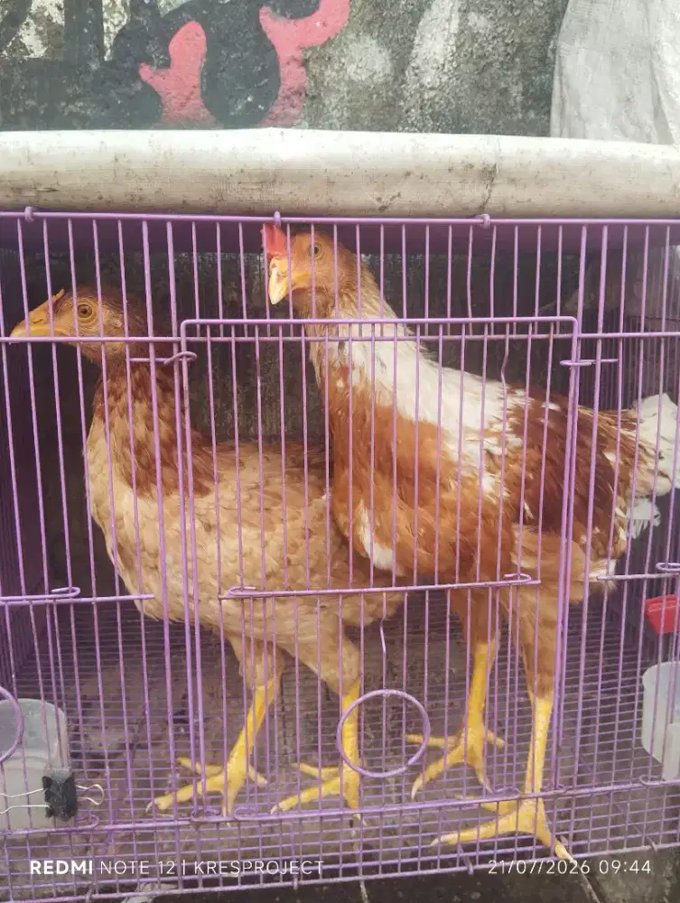 Ayam petelur merah