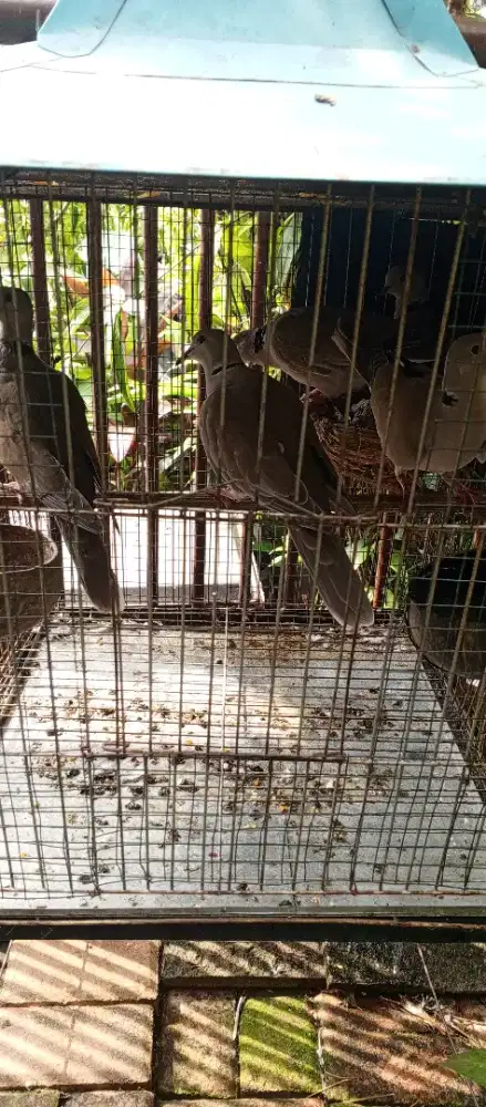 Jual burung puter iran
