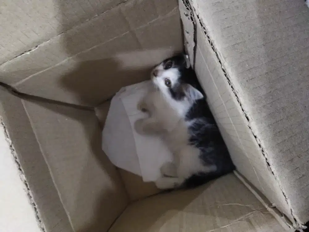 Anakan kucing campuran