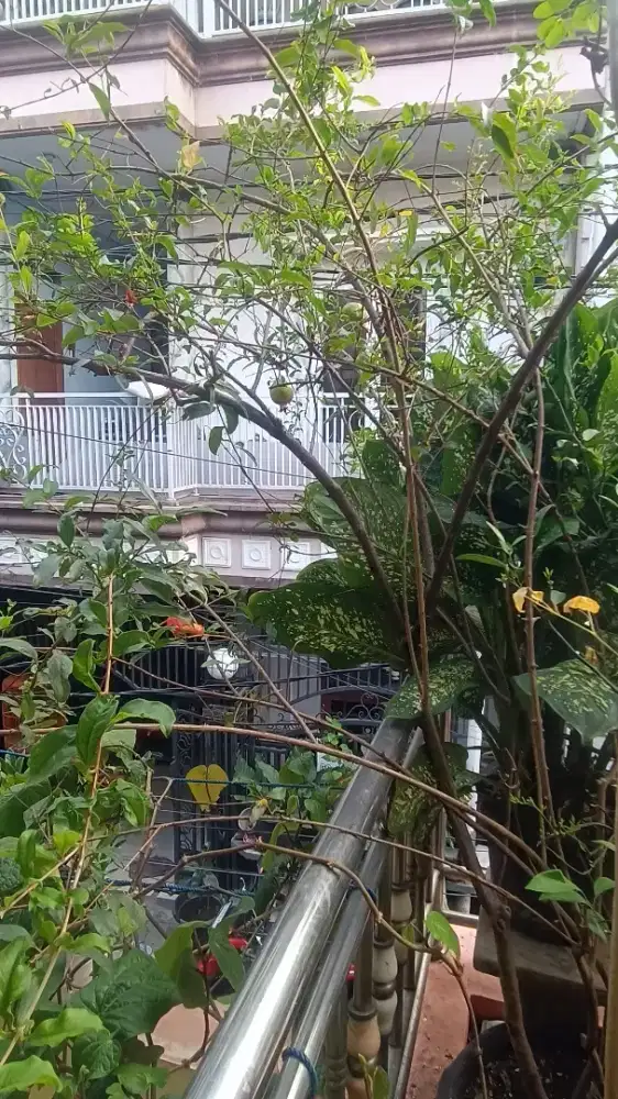 Pohon delima 2 meter lebih