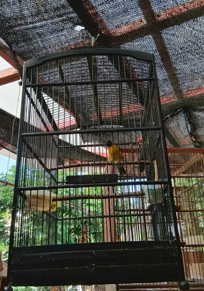 KUTILANG MAS FULSET SANGKAR DAN KERODONG.
