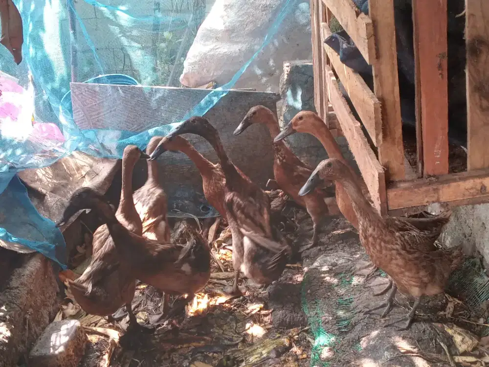 BEBEK TELOR 5 BETINA 3 JANTAN
