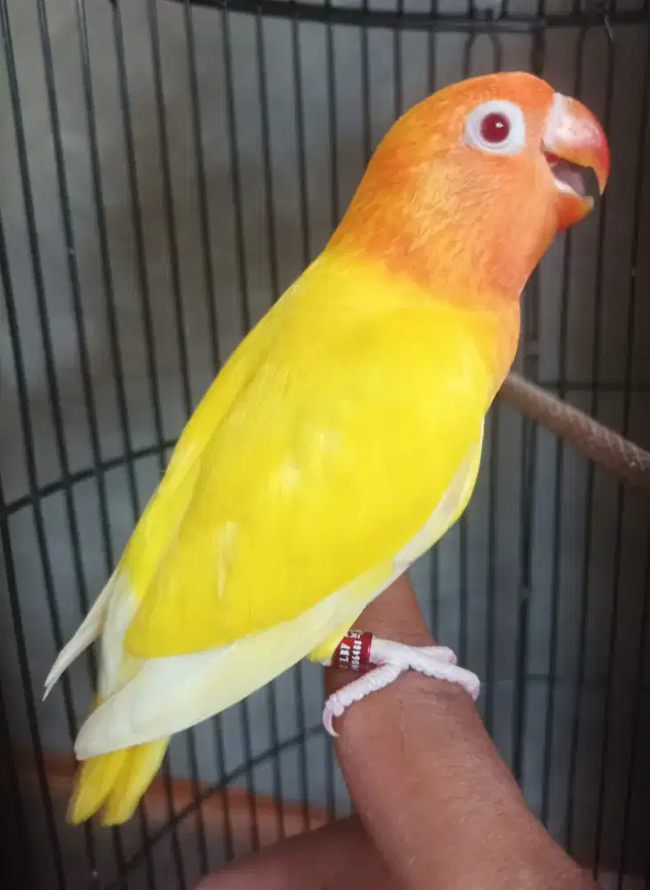 Burung Lovebird love bird Lutino MM mata merah paud burja