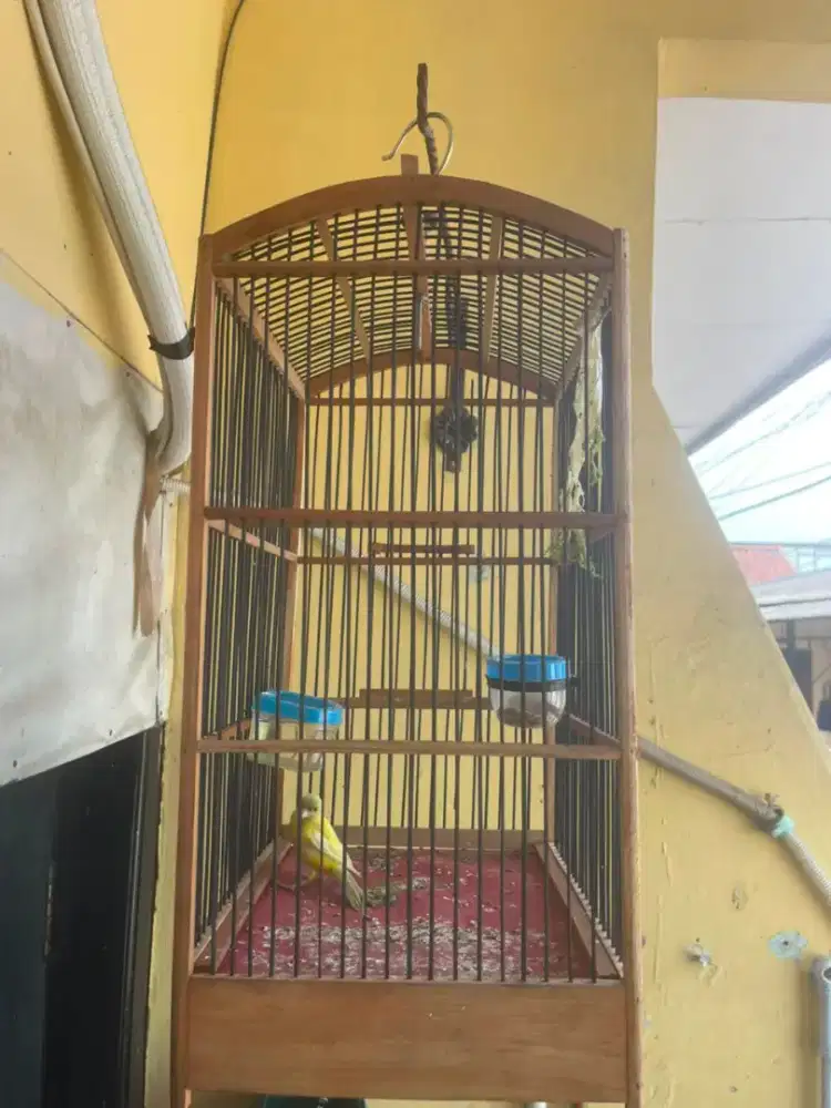 Jual Burung Kenari