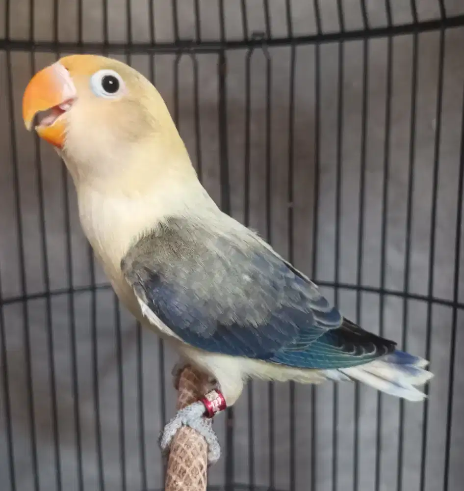 Burung Lovebird love bird Biola PB Euwing paud burja