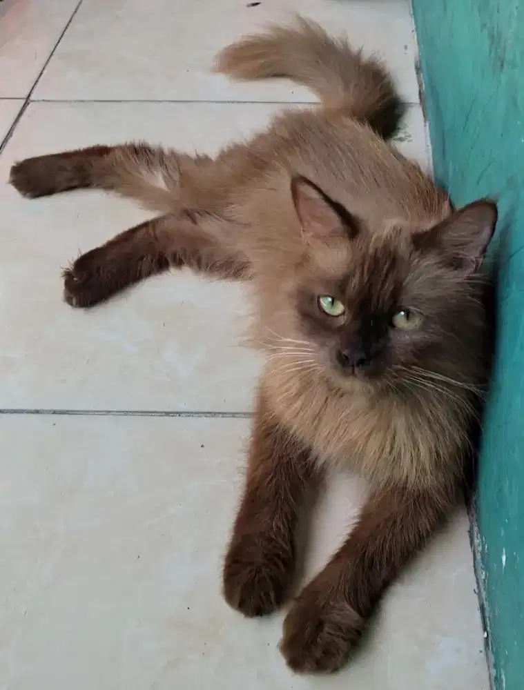 Kucing Persia Himalaya brownis coklat cinamon