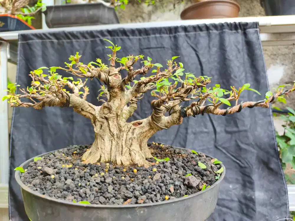 Bonsai Beringin kimeng bonsai kimeng