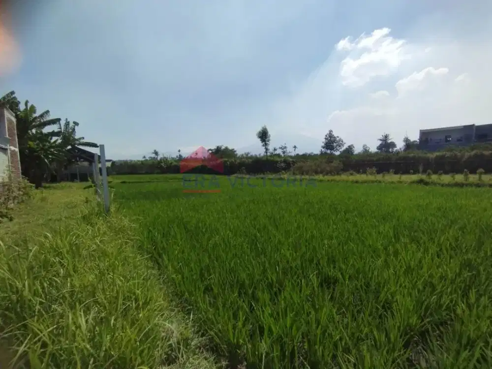 Tanah Sawah Potensial untuk Investasi Dekat Dam Cokro