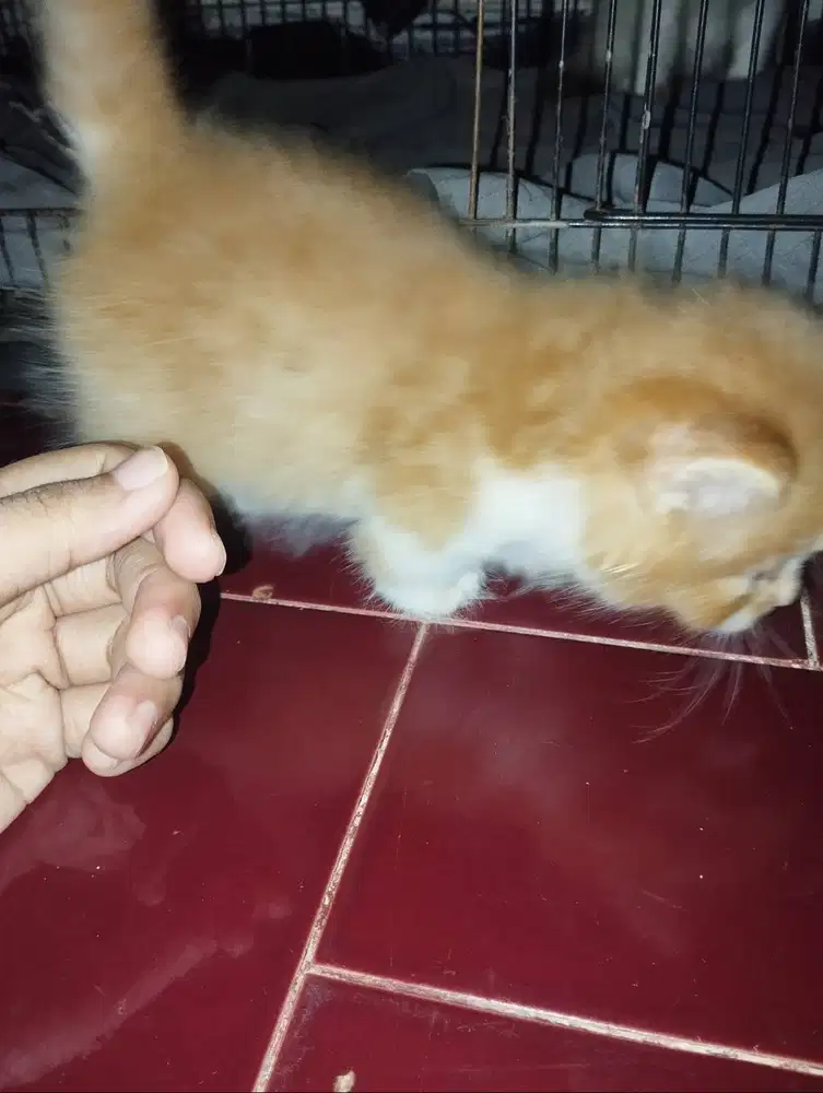Lepas adopsi kitten jalan 3 bulan warna Oren putih