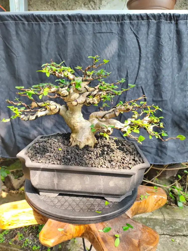 Bonsai anting putri, bonsai anput, bonsai anting putri kontes