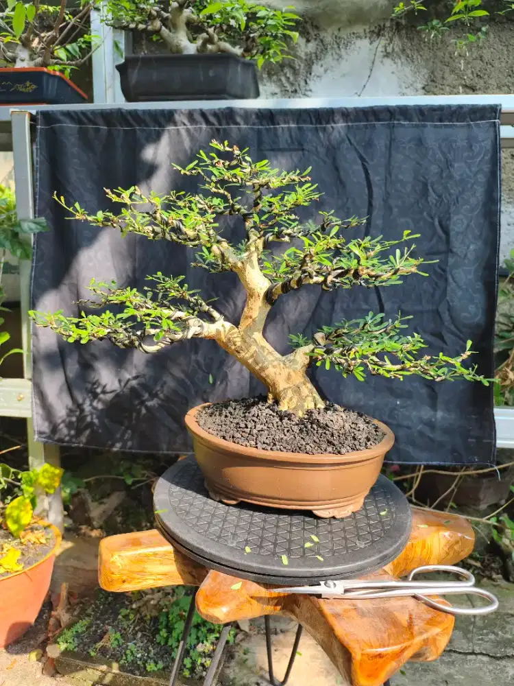 Bonsai saengsimbur mikro Vietnam bonsai saengsimbur vietnam