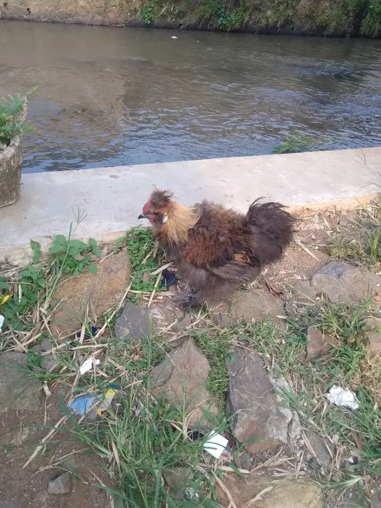 Ayam silky cokelat