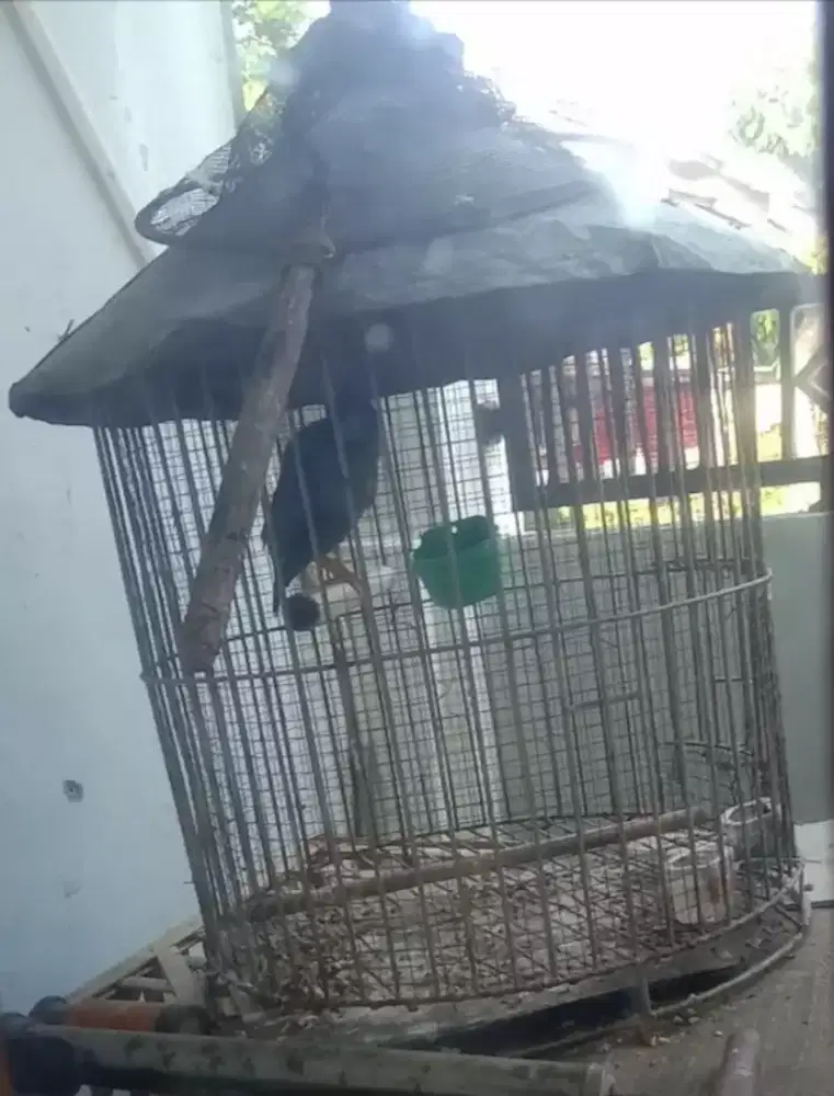 Jalak kebo  hitam
