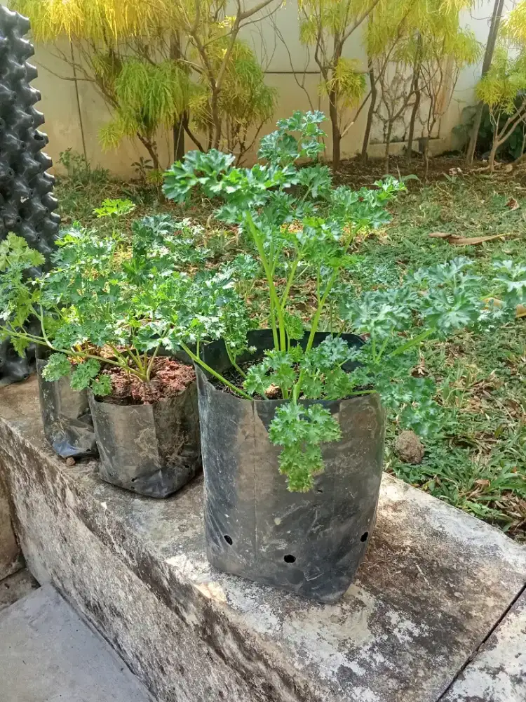 Bibit tanaman parsley /peterseli