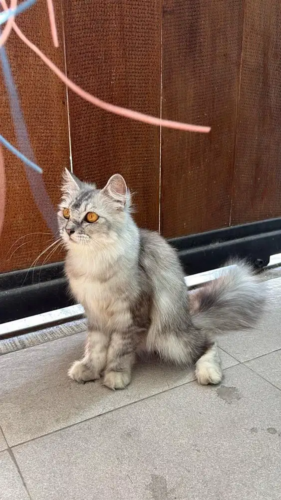 Kucing scottish straight betina black silver tabby female