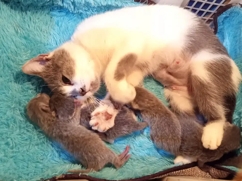 BSH mix + anak 4 di pacak BSH Ped WCF