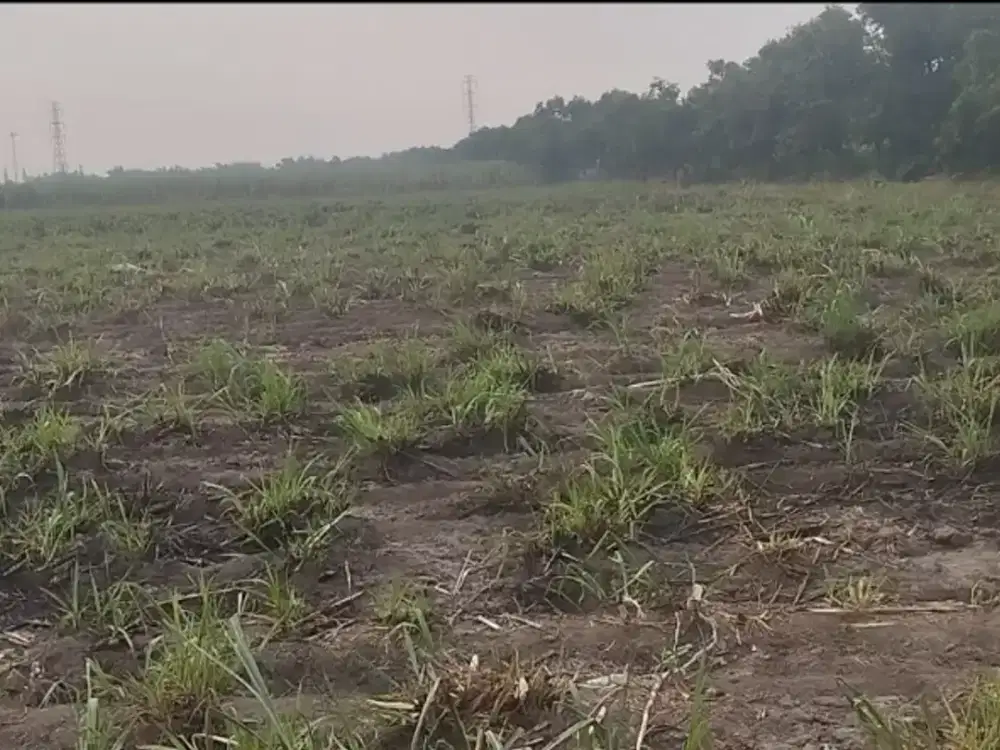 Dijual Lahan Lengkong Mojokerto