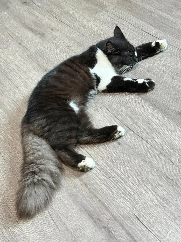 Lepas adopsi persiah hrg nego