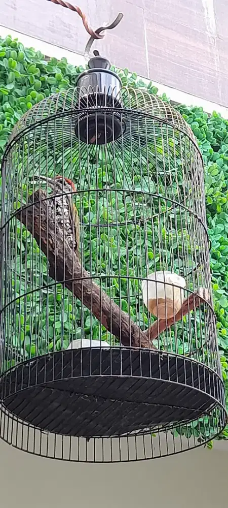 Pelatuk Bawang fs