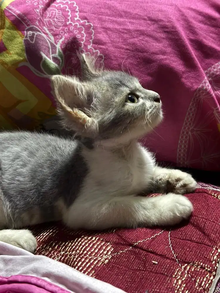 Lepas adop,baby persiah