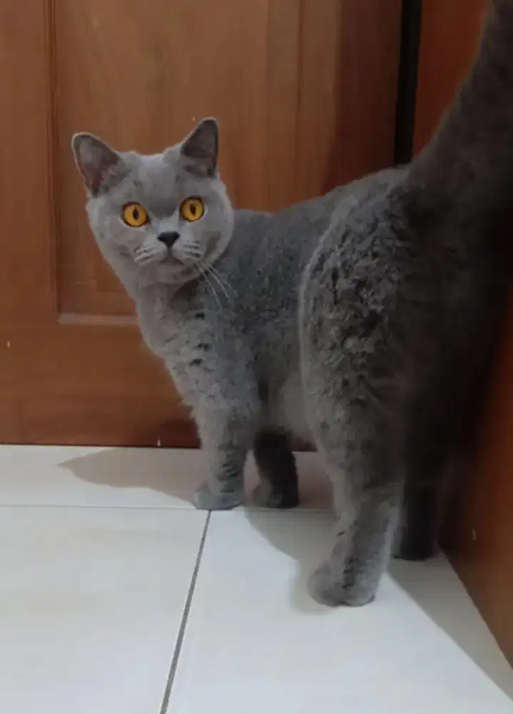 British shorthair ped CFA betina kucing BSH pedigree CFA betina