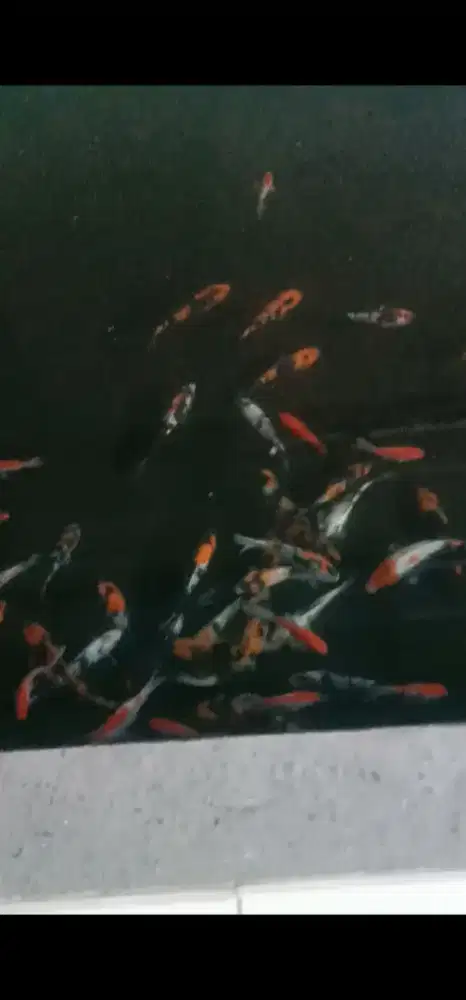 Ikan koi blitar