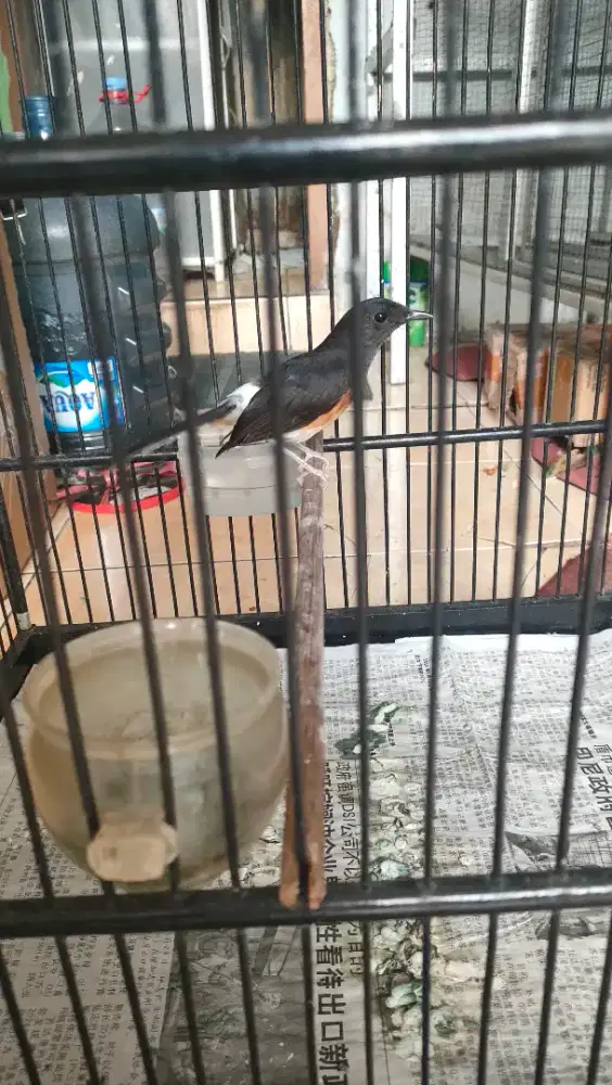Murai batu betina