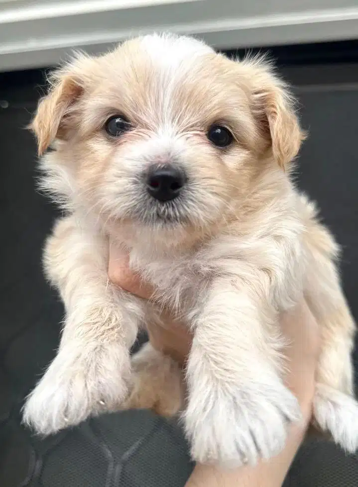 Anak anjing bichon mix pom betina jantan