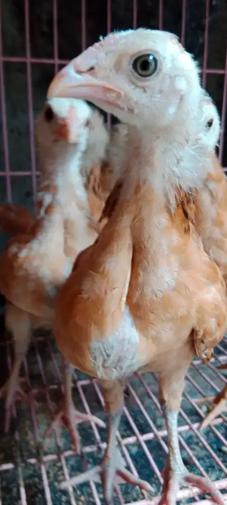 Ayam Kampung Elba