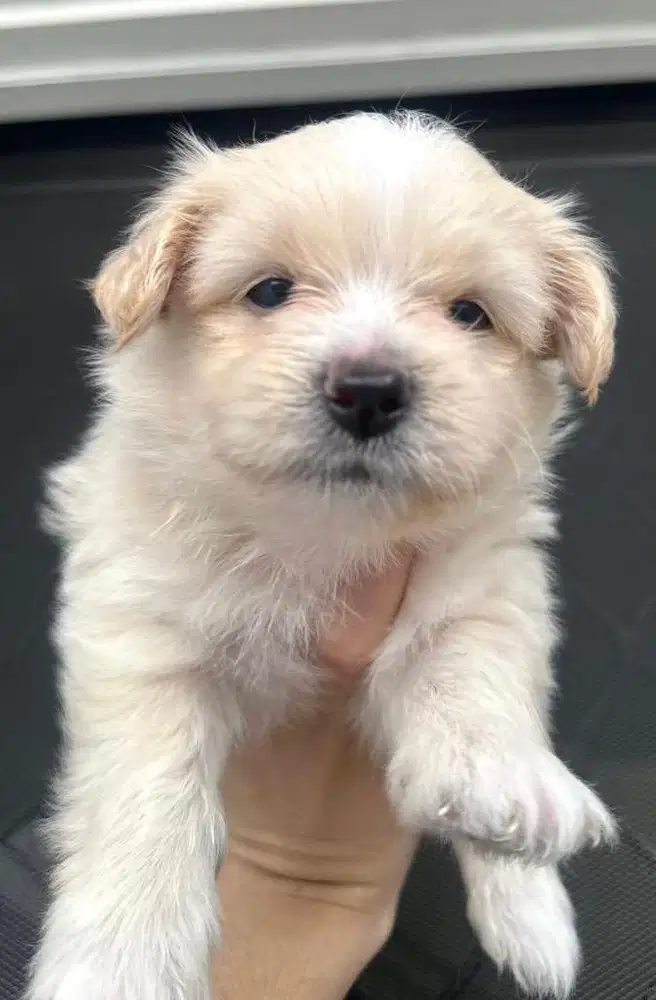 Anak anjing bichon mix pom betina jantan