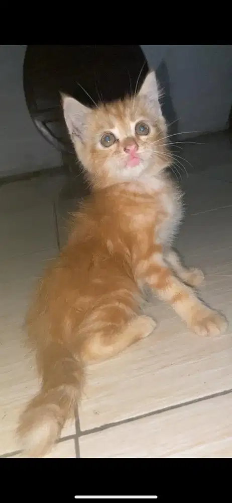 Kitten mixdome jantan