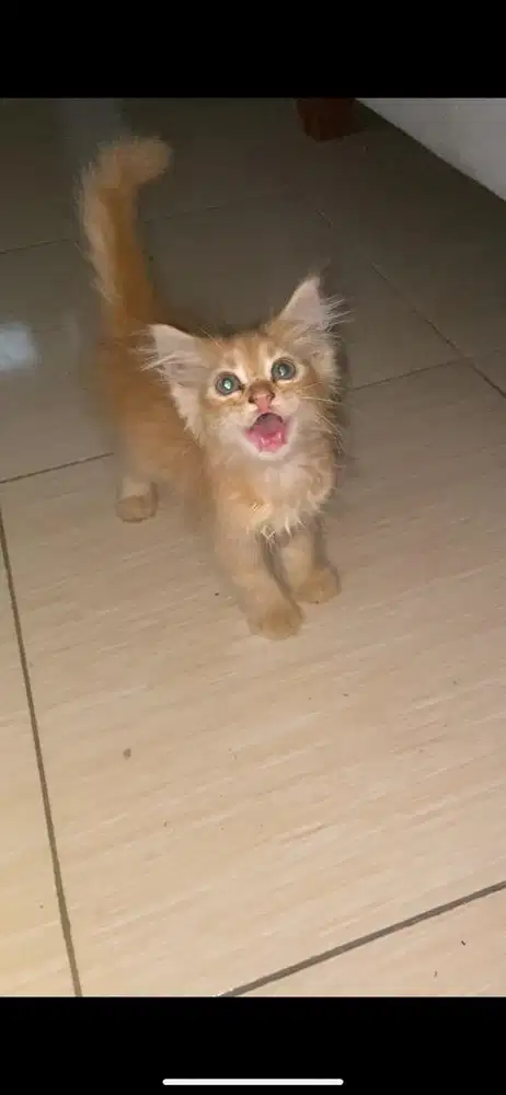 Kitten mixdome jantan